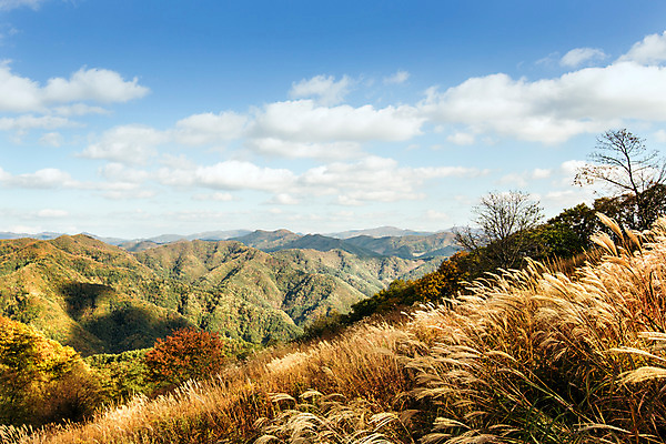 포토 JPG 주간 구름 백그라운드 자연 하늘 산 풍경 사람없음 야외 가을풍경 가을 억새 정선 민둥산 국내포토 자연요소 식물 계절 생태계 강원도 파일형식 가을_계절