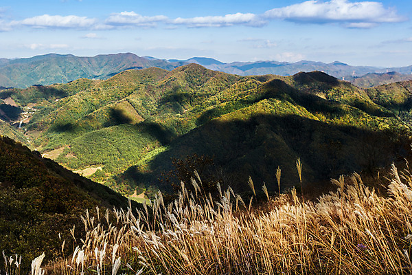 포토 JPG 주간 구름 백그라운드 자연 하늘 산 풍경 사람없음 야외 가을풍경 가을 억새 정선 민둥산 국내포토 자연요소 식물 계절 생태계 강원도 파일형식 가을_계절
