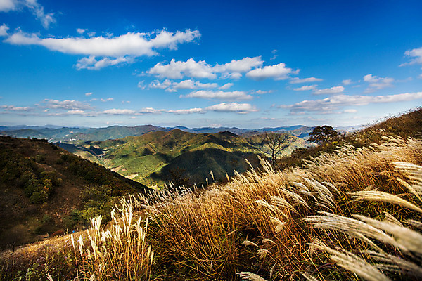 포토 JPG 주간 구름 백그라운드 자연 하늘 산 풍경 사람없음 야외 가을풍경 가을 억새 정선 민둥산 국내포토 자연요소 식물 계절 생태계 강원도 파일형식 가을_계절