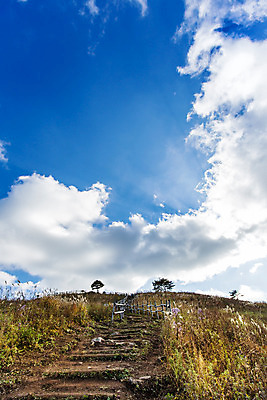 포토 JPG 주간 구름 백그라운드 자연 하늘 산 풍경 사람없음 야외 가을풍경 가을 억새 정선 민둥산 국내포토 자연요소 식물 계절 생태계 강원도 파일형식 가을_계절