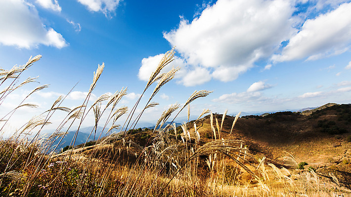 포토 JPG 주간 구름 백그라운드 자연 하늘 산 풍경 사람없음 야외 가을풍경 가을 억새 정선 민둥산 국내포토 자연요소 식물 계절 생태계 강원도 파일형식 가을_계절