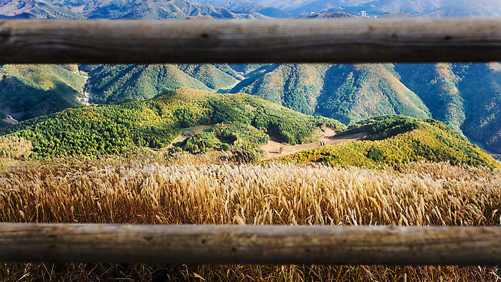 포토 JPG 주간 백그라운드 자연 산 풍경 사람없음 야외 가을풍경 가을 억새 나무울타리 정선 민둥산 국내포토 자연요소 식물 계절 울타리 생태계 강원도 파일형식 가을_계절