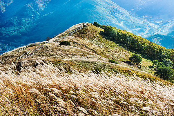 포토 JPG 주간 구름 백그라운드 자연 하늘 산 풍경 사람없음 야외 가을풍경 가을 억새 정선 민둥산 국내포토 자연요소 식물 계절 생태계 강원도 파일형식 가을_계절