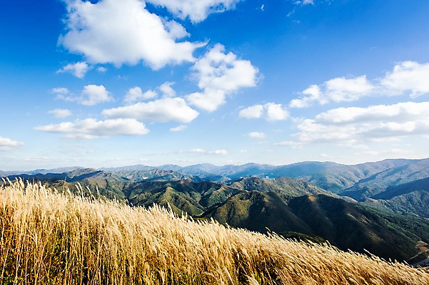 포토 JPG 주간 구름 백그라운드 자연 하늘 산 풍경 사람없음 야외 가을풍경 가을 억새 정선 민둥산 국내포토 자연요소 식물 계절 생태계 강원도 파일형식 가을_계절