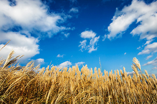 포토 JPG 주간 구름 백그라운드 자연 하늘 산 풍경 사람없음 야외 가을풍경 가을 억새 정선 민둥산 국내포토 자연요소 식물 계절 생태계 강원도 파일형식 가을_계절