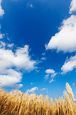 포토 JPG 주간 구름 백그라운드 자연 하늘 산 풍경 사람없음 야외 가을풍경 가을 억새 정선 민둥산 국내포토 자연요소 식물 계절 생태계 강원도 파일형식 가을_계절