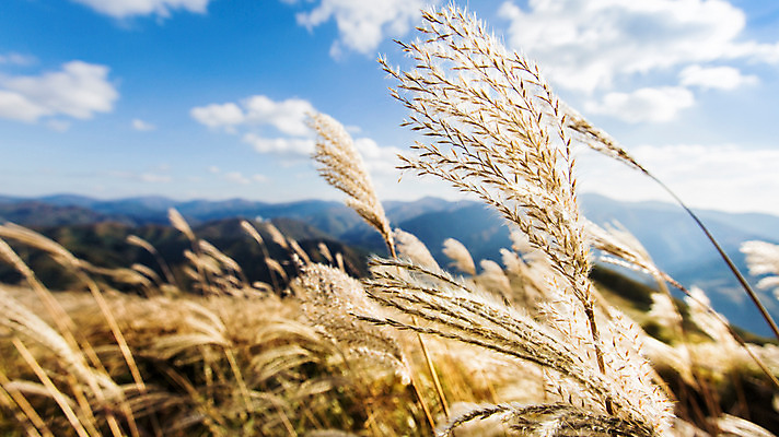 포토 JPG 주간 구름 백그라운드 자연 하늘 산 풍경 사람없음 야외 가을풍경 가을 억새 정선 민둥산 국내포토 자연요소 식물 계절 생태계 강원도 파일형식 가을_계절
