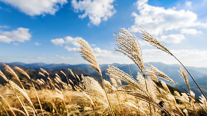 포토 JPG 주간 구름 백그라운드 자연 하늘 산 풍경 사람없음 야외 가을풍경 가을 억새 정선 민둥산 국내포토 자연요소 식물 계절 생태계 강원도 파일형식 가을_계절