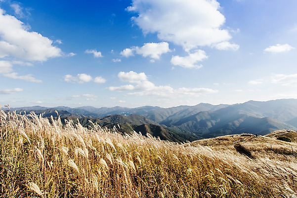 포토 JPG 주간 구름 백그라운드 자연 하늘 산 풍경 사람없음 야외 가을풍경 가을 억새 정선 민둥산 국내포토 자연요소 식물 계절 생태계 강원도 파일형식 가을_계절