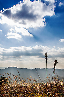 포토 JPG 주간 구름 백그라운드 자연 하늘 산 풍경 사람없음 야외 가을풍경 가을 억새 정선 민둥산 국내포토 자연요소 식물 계절 생태계 강원도 파일형식 가을_계절
