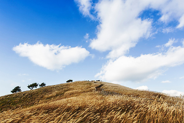 포토 JPG 주간 구름 백그라운드 자연 하늘 산 풍경 사람없음 야외 가을풍경 가을 억새 정선 민둥산 국내포토 자연요소 식물 계절 생태계 강원도 파일형식 가을_계절