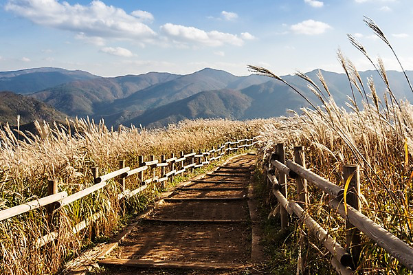 포토 JPG 주간 구름 백그라운드 자연 하늘 산 풍경 사람없음 야외 가을풍경 가을 억새 정선 민둥산 국내포토 자연요소 식물 계절 생태계 강원도 파일형식 가을_계절