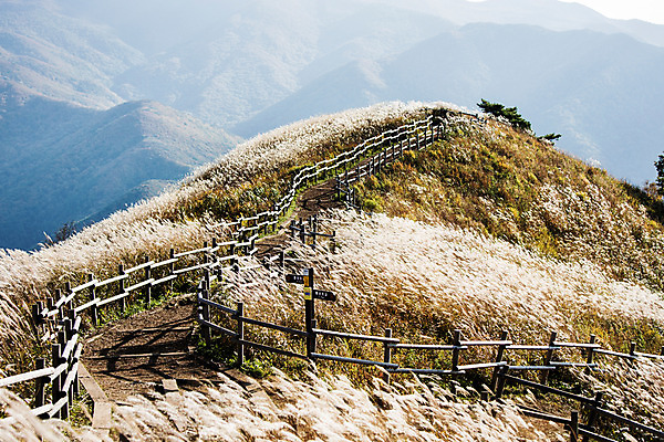 포토 JPG 주간 백그라운드 자연 산 풍경 사람없음 야외 가을풍경 가을 억새 정선 민둥산 국내포토 자연요소 식물 계절 생태계 강원도 파일형식 가을_계절