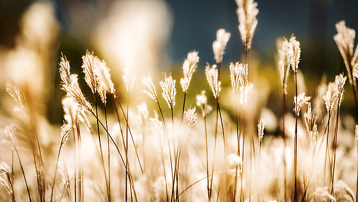 포토 JPG 주간 백그라운드 자연 산 풍경 사람없음 야외 가을풍경 가을 억새 정선 민둥산 국내포토 자연요소 식물 계절 생태계 강원도 파일형식 가을_계절