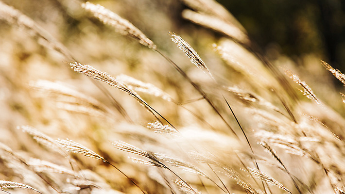 포토 JPG 주간 백그라운드 자연 산 풍경 사람없음 야외 가을풍경 가을 억새 정선 민둥산 국내포토 자연요소 식물 계절 생태계 강원도 파일형식 가을_계절