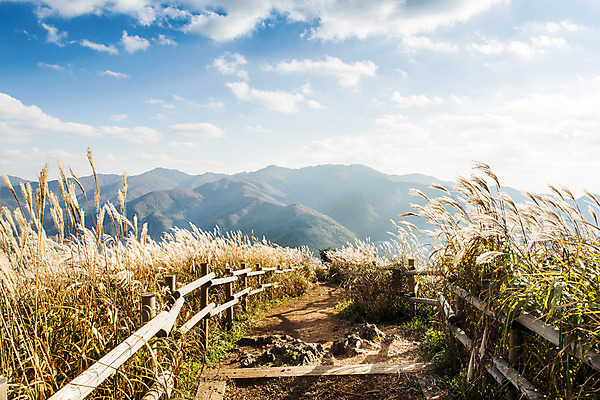 포토 JPG 주간 길 백그라운드 자연 산 풍경 사람없음 야외 가을풍경 가을 억새 나무울타리 정선 민둥산 국내포토 자연요소 식물 계절 울타리 생태계 강원도 파일형식 가을_계절