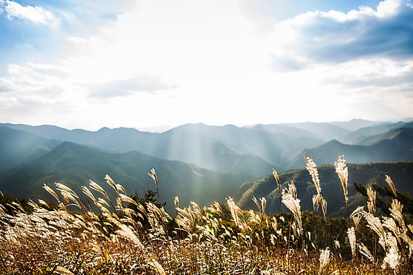 포토 JPG 주간 백그라운드 자연 산 풍경 사람없음 야외 가을풍경 가을 억새 정선 민둥산 국내포토 자연요소 식물 계절 생태계 강원도 파일형식 가을_계절