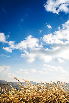 포토 JPG 주간 백그라운드 자연 산 풍경 사람없음 야외 가을풍경 가을 억새 정선 민둥산 국내포토 자연요소 식물 계절 생태계 강원도 파일형식 가을_계절