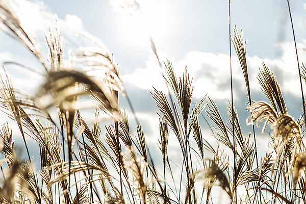 포토 JPG 주간 백그라운드 자연 산 풍경 사람없음 야외 가을풍경 가을 억새 정선 민둥산 국내포토 자연요소 식물 계절 생태계 강원도 파일형식 가을_계절