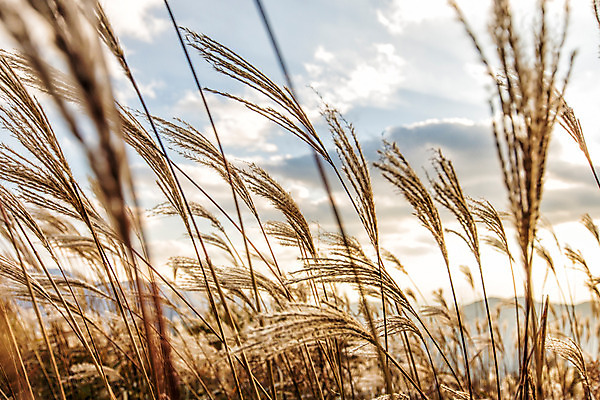 포토 JPG 주간 백그라운드 자연 산 풍경 사람없음 야외 가을풍경 가을 억새 정선 민둥산 국내포토 자연요소 식물 계절 생태계 강원도 파일형식 가을_계절