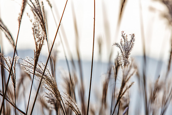 포토 JPG 주간 백그라운드 자연 산 풍경 사람없음 야외 가을풍경 가을 억새 정선 민둥산 국내포토 자연요소 식물 계절 생태계 강원도 파일형식 가을_계절