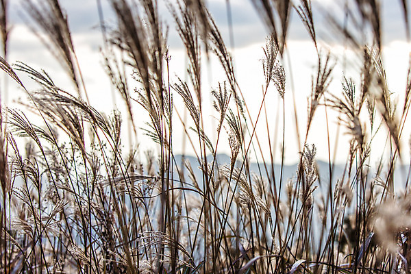 포토 JPG 주간 백그라운드 자연 산 풍경 사람없음 야외 가을풍경 가을 억새 정선 민둥산 국내포토 자연요소 식물 계절 생태계 강원도 파일형식 가을_계절