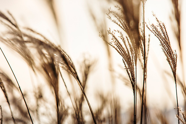 포토 JPG 주간 백그라운드 자연 산 풍경 사람없음 야외 가을풍경 가을 억새 정선 민둥산 국내포토 자연요소 식물 계절 생태계 강원도 파일형식 가을_계절