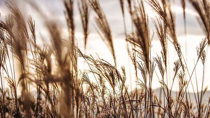 포토 JPG 주간 백그라운드 자연 산 풍경 사람없음 야외 가을풍경 가을 억새 정선 민둥산 국내포토 자연요소 식물 계절 생태계 강원도 파일형식 가을_계절
