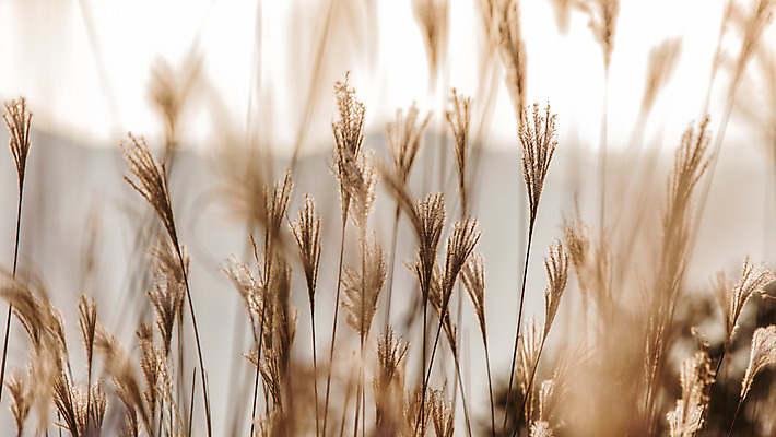 포토 JPG 주간 백그라운드 자연 산 풍경 사람없음 야외 가을풍경 가을 억새 정선 민둥산 국내포토 자연요소 식물 계절 생태계 강원도 파일형식 가을_계절