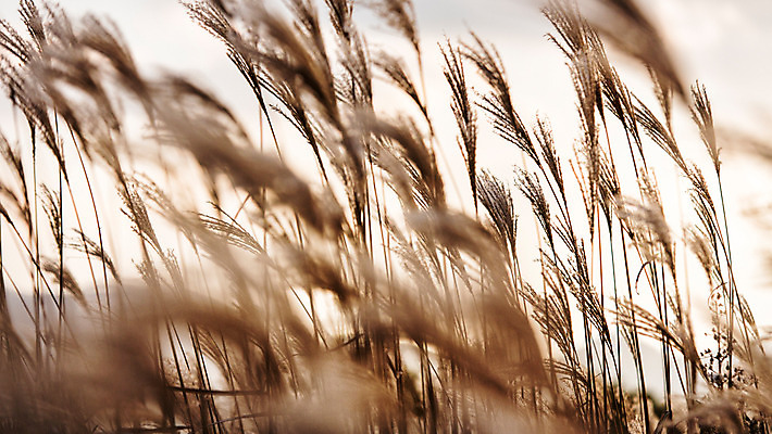 포토 JPG 주간 백그라운드 자연 산 풍경 사람없음 야외 가을풍경 가을 억새 정선 민둥산 국내포토 자연요소 식물 계절 생태계 강원도 파일형식 가을_계절