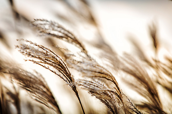 포토 JPG 주간 백그라운드 자연 산 풍경 사람없음 야외 가을풍경 가을 억새 정선 민둥산 국내포토 자연요소 식물 계절 생태계 강원도 파일형식 가을_계절