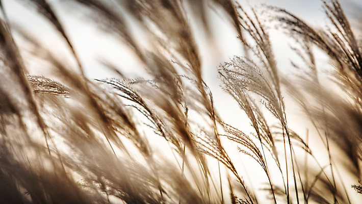 포토 JPG 주간 백그라운드 자연 산 풍경 사람없음 야외 가을풍경 가을 억새 정선 민둥산 국내포토 자연요소 식물 계절 생태계 강원도 파일형식 가을_계절