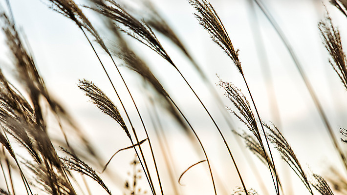 포토 JPG 주간 백그라운드 자연 산 풍경 사람없음 야외 가을풍경 가을 억새 정선 민둥산 국내포토 자연요소 식물 계절 생태계 강원도 파일형식 가을_계절