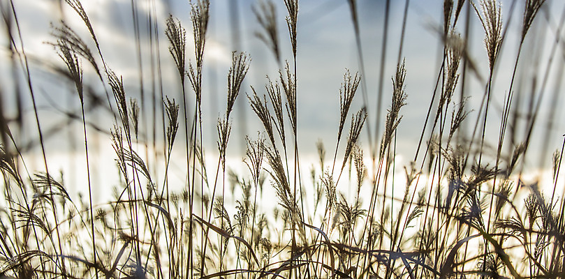 포토 JPG 주간 백그라운드 자연 산 풍경 사람없음 야외 가을풍경 가을 억새 정선 민둥산 국내포토 자연요소 식물 계절 생태계 강원도 파일형식 가을_계절
