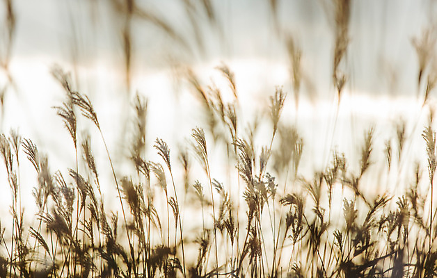 포토 JPG 주간 백그라운드 자연 산 풍경 사람없음 야외 가을풍경 가을 억새 정선 민둥산 국내포토 자연요소 식물 계절 생태계 강원도 파일형식 가을_계절