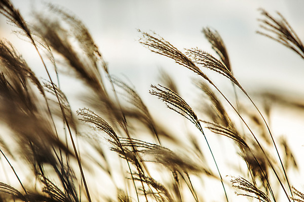 포토 JPG 주간 백그라운드 자연 산 풍경 사람없음 야외 가을풍경 가을 억새 정선 민둥산 국내포토 자연요소 식물 계절 생태계 강원도 파일형식 가을_계절
