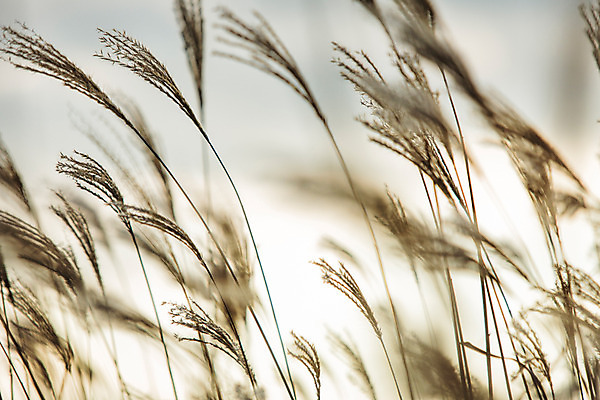 포토 JPG 주간 백그라운드 자연 산 풍경 사람없음 야외 가을풍경 가을 억새 정선 민둥산 국내포토 자연요소 식물 계절 생태계 강원도 파일형식 가을_계절