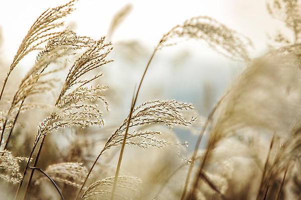 포토 JPG 주간 백그라운드 자연 산 풍경 사람없음 야외 가을풍경 가을 억새 정선 민둥산 국내포토 자연요소 식물 계절 생태계 강원도 파일형식 가을_계절