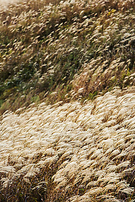 포토 JPG 주간 백그라운드 자연 산 풍경 사람없음 야외 가을풍경 가을 억새 정선 민둥산 국내포토 자연요소 식물 계절 생태계 강원도 파일형식 가을_계절