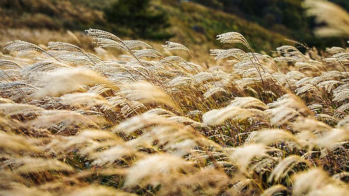 포토 JPG 주간 백그라운드 자연 산 풍경 사람없음 야외 가을풍경 가을 억새 정선 민둥산 국내포토 자연요소 식물 계절 생태계 강원도 파일형식 가을_계절