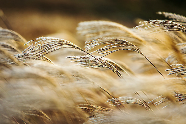 포토 JPG 주간 백그라운드 자연 산 풍경 사람없음 야외 가을풍경 가을 억새 정선 민둥산 국내포토 자연요소 식물 계절 생태계 강원도 파일형식 가을_계절