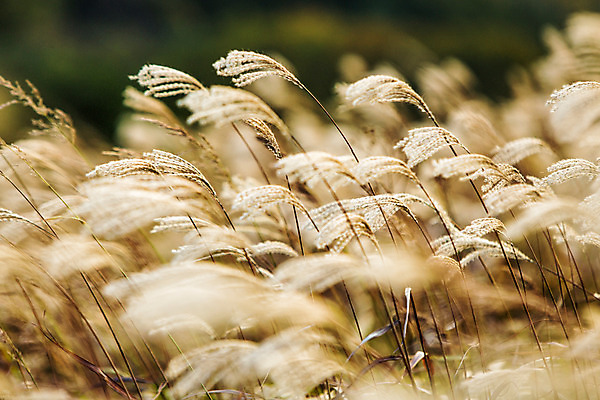 포토 JPG 주간 백그라운드 자연 산 풍경 사람없음 야외 가을풍경 가을 억새 정선 민둥산 국내포토 자연요소 식물 계절 생태계 강원도 파일형식 가을_계절