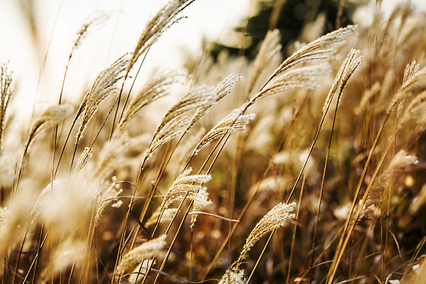 포토 JPG 주간 백그라운드 자연 산 풍경 사람없음 야외 가을풍경 가을 억새 정선 민둥산 국내포토 자연요소 식물 계절 생태계 강원도 파일형식 가을_계절