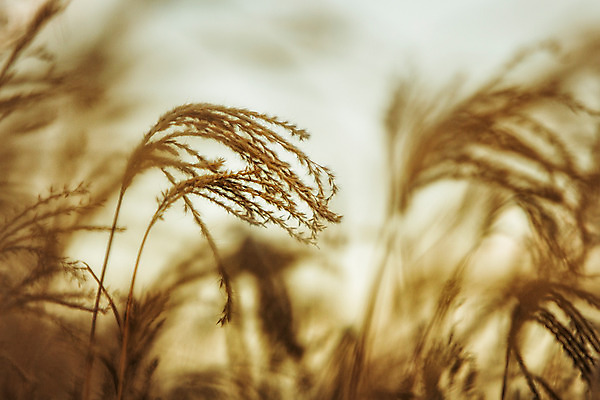 포토 JPG 주간 백그라운드 자연 산 풍경 사람없음 야외 가을풍경 가을 억새 정선 민둥산 국내포토 자연요소 식물 계절 생태계 강원도 파일형식 가을_계절