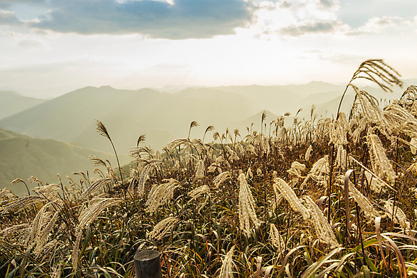 포토 JPG 주간 백그라운드 자연 산 풍경 사람없음 야외 가을풍경 가을 억새 정선 민둥산 국내포토 자연요소 식물 계절 생태계 강원도 파일형식 가을_계절