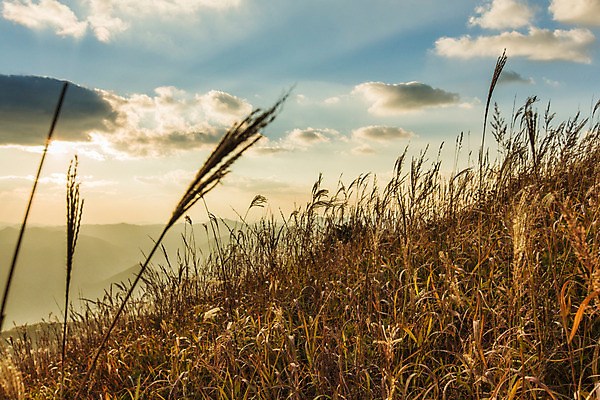 포토 JPG 주간 백그라운드 자연 산 풍경 사람없음 야외 가을풍경 가을 억새 정선 민둥산 국내포토 자연요소 식물 계절 생태계 강원도 파일형식 가을_계절