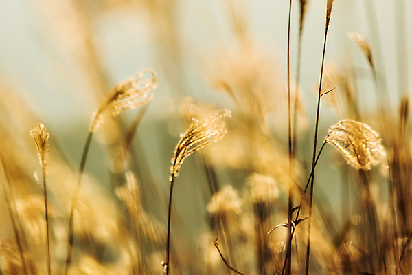 포토 JPG 주간 백그라운드 자연 산 풍경 사람없음 야외 가을풍경 가을 억새 정선 민둥산 국내포토 자연요소 식물 계절 생태계 강원도 파일형식 가을_계절