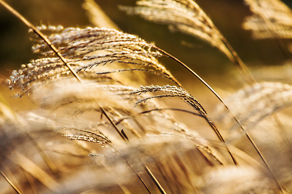 포토 JPG 주간 백그라운드 자연 산 풍경 사람없음 야외 가을풍경 가을 억새 정선 민둥산 국내포토 자연요소 식물 계절 생태계 강원도 파일형식 가을_계절