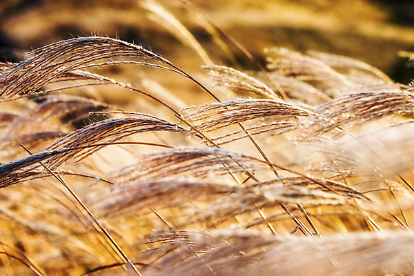 포토 JPG 주간 백그라운드 자연 산 풍경 사람없음 야외 가을풍경 가을 억새 정선 민둥산 국내포토 자연요소 식물 계절 생태계 강원도 파일형식 가을_계절