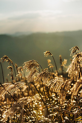 포토 JPG 주간 백그라운드 자연 산 풍경 사람없음 야외 가을풍경 가을 억새 정선 민둥산 국내포토 자연요소 식물 계절 생태계 강원도 파일형식 가을_계절